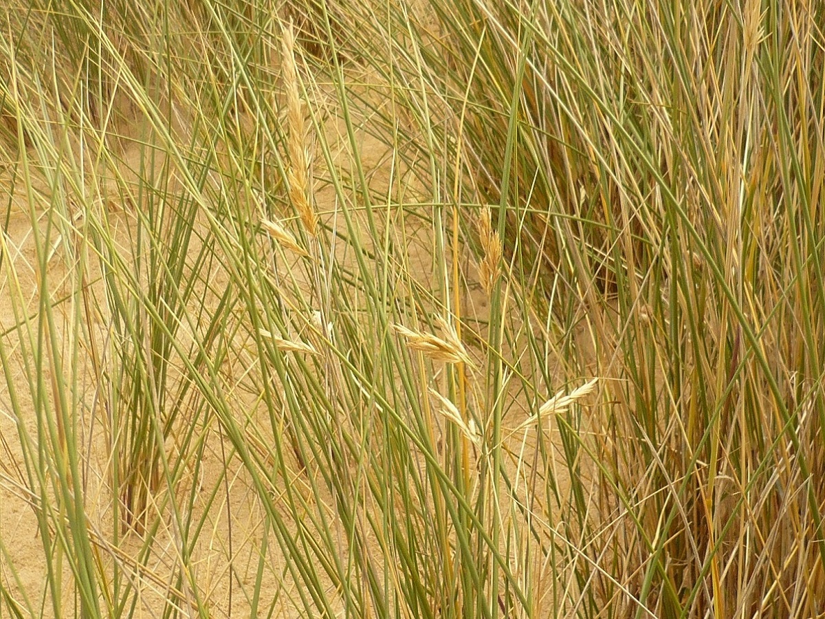 Festuca juncifolia (Poaceae)